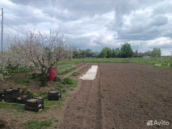 Рассада картофеля