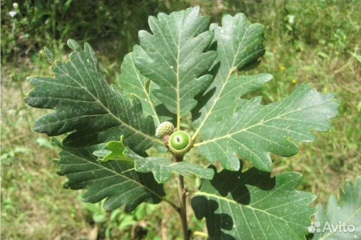 Саженцы дуба