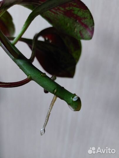 Синадениум/черенок с корнем