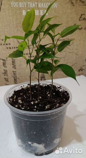 Фикус, пальма, перец комнатный острый