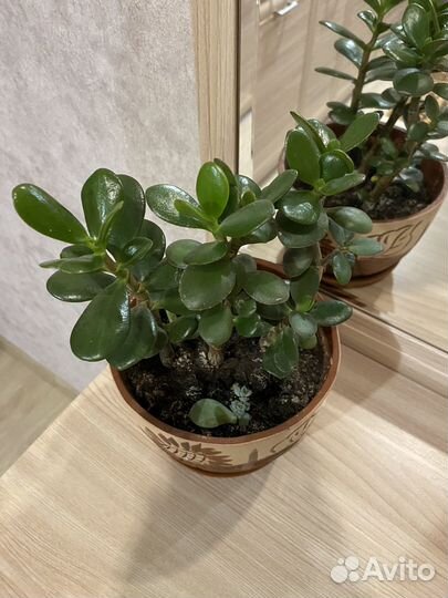 Толстянка. Денежное дерево