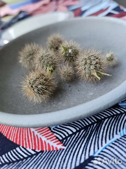 Дети кактусов бесплатно эхинопсис