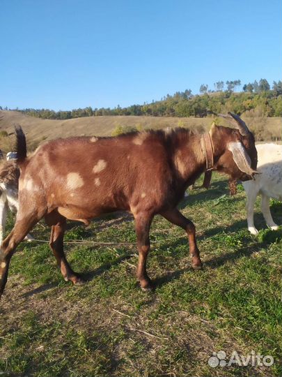 Нубийский козел