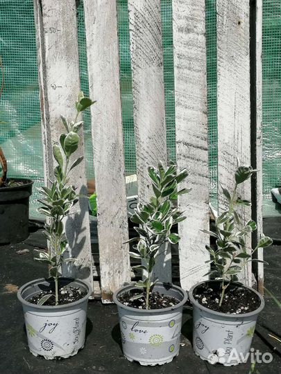 Многолетнее растение для сада бересклет Кати