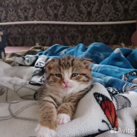 Шотландская