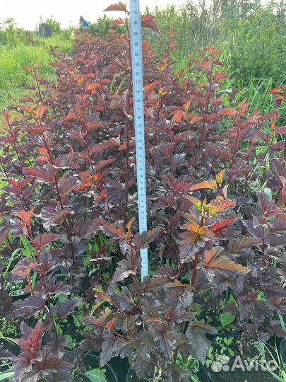 Пузыреплодник diablo