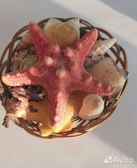 Набор ракушек