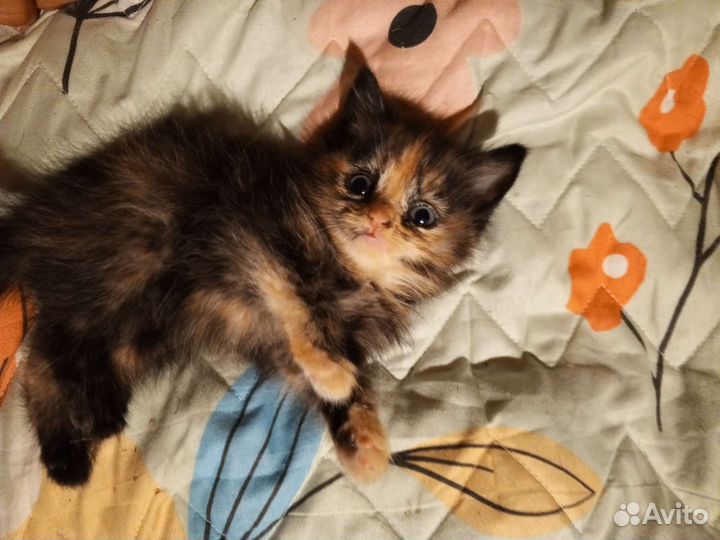 Котята
