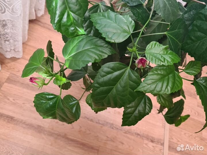 Гибискус китайская роза большой