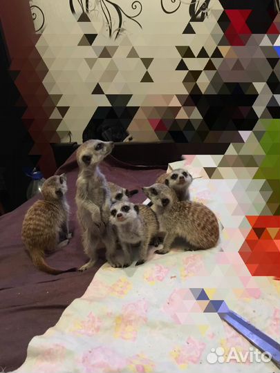 Сурикаты малыши