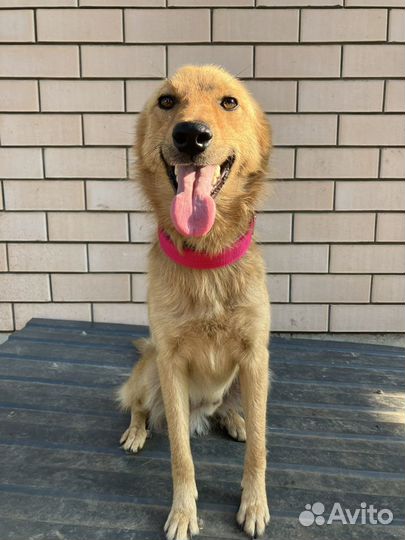 Рич ищет дом