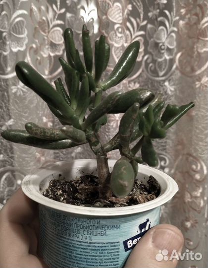 Крассула микс (толстянка) хоббит 1год