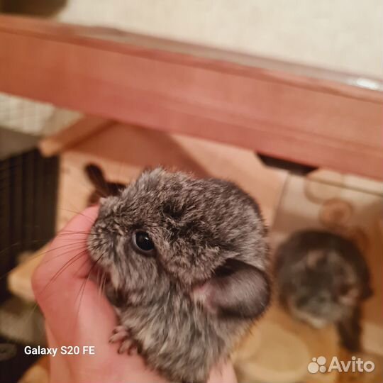 Шиншилла