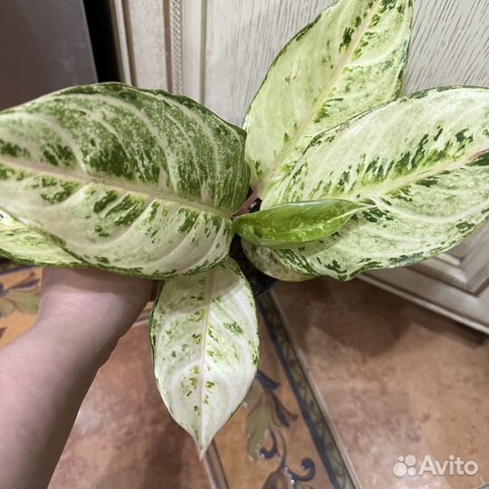 Аглонемы разные