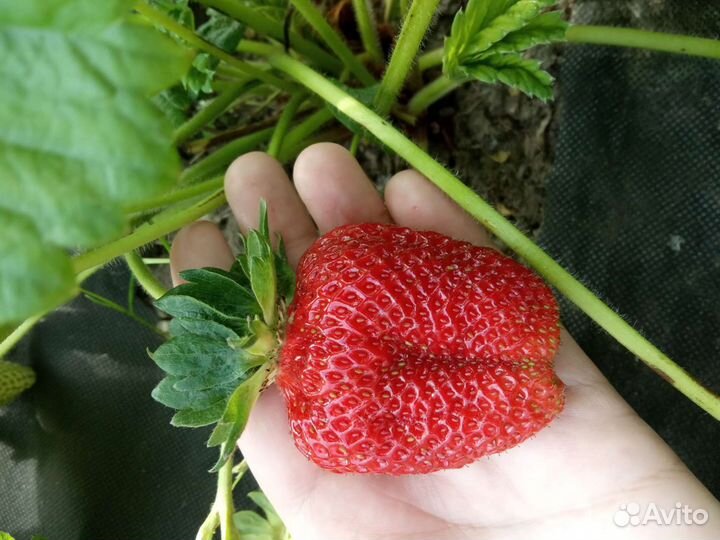 Клубника саженцы