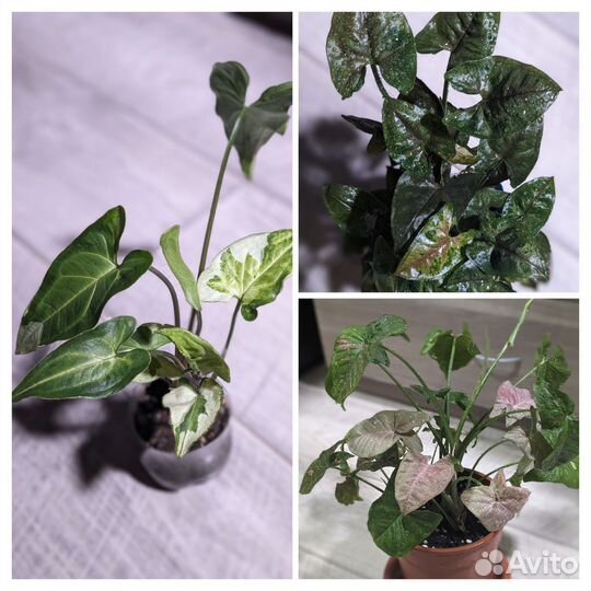 Сингониумы