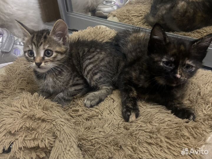 Котята в добрые руки приучены к лотку