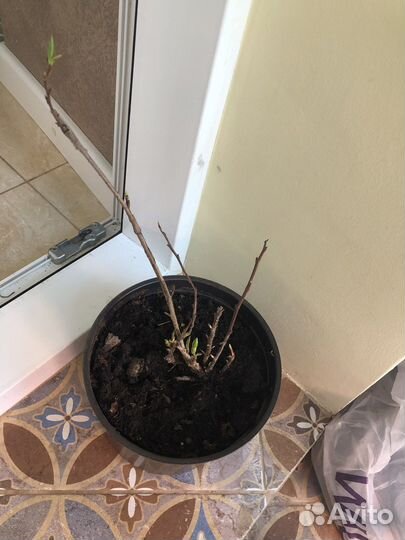 Лимонник китайский 4х-летка