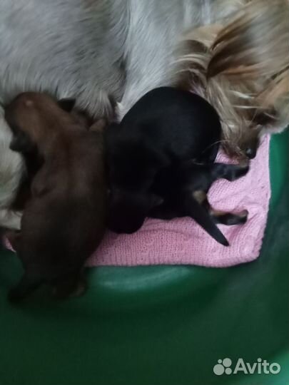 Щеночки Йорка