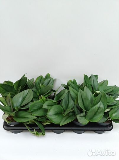 Сциндапсус Треби Мунлайт 12/25 Лунный Свет