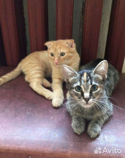 Вислоухий кот