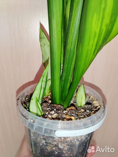 Муншайн мутант бразил, с детками