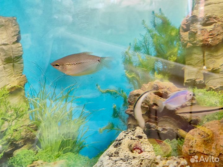 Аквариумные рыбки тернеция, барбус, сомик, бронь