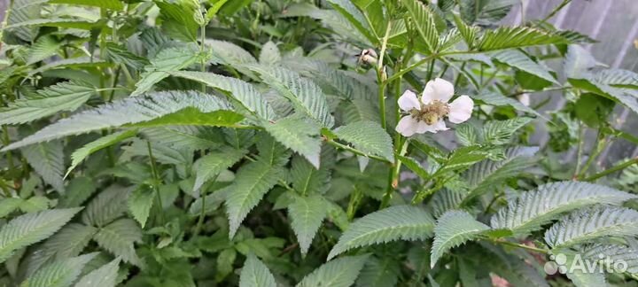 Тибетская малина