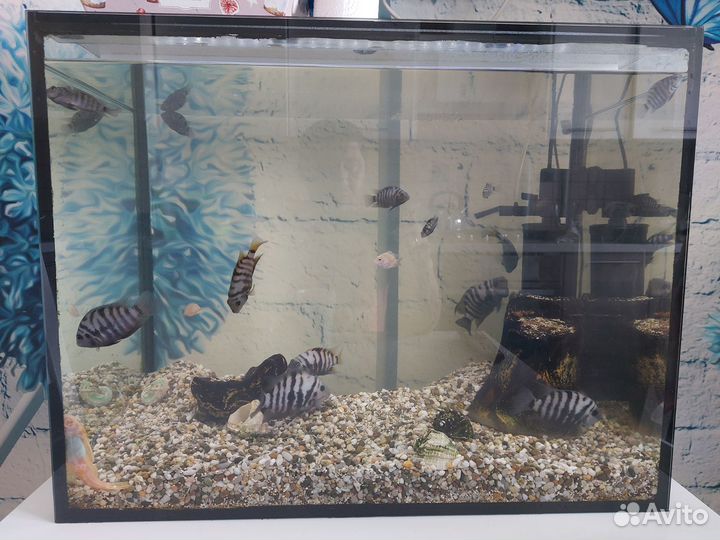 Аквариум с рыбками