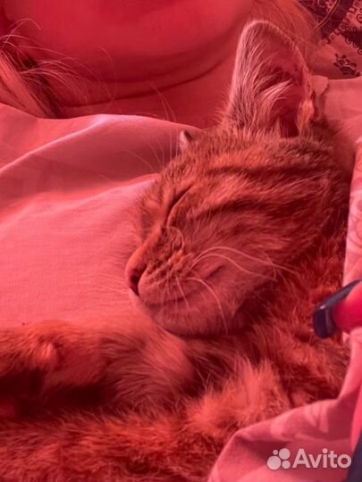 Верните кошку хозяину