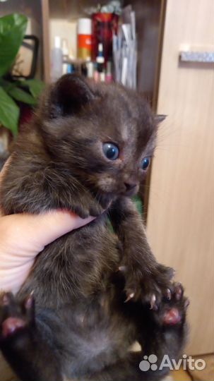 Британская кошка