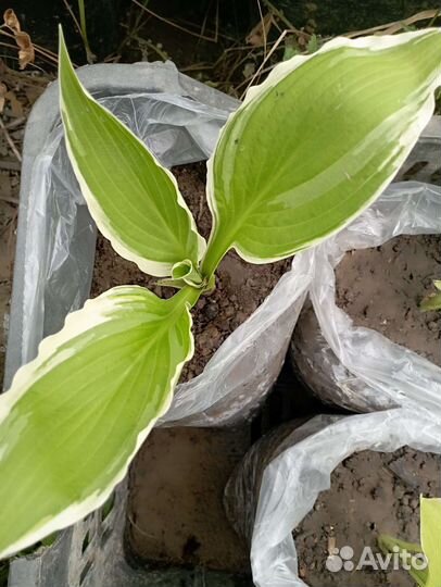 Саженцы хосты