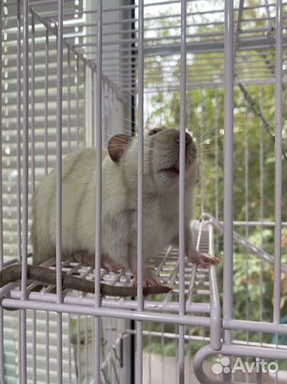 Крыса с клеткой