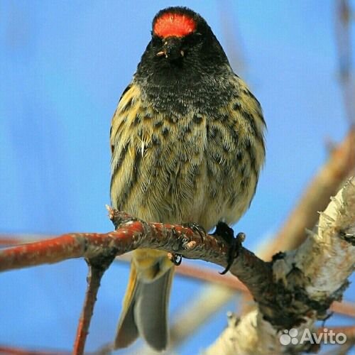 Певчие птицы