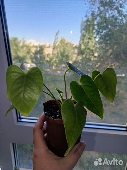 Антуриум красный