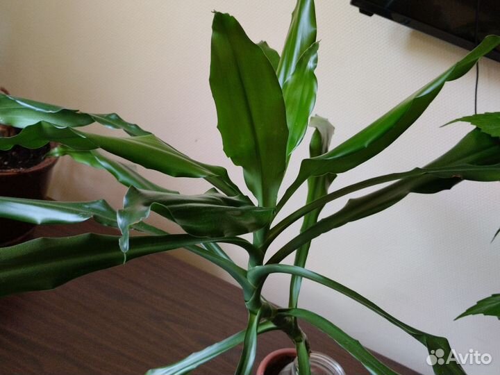 Цветы комнатные