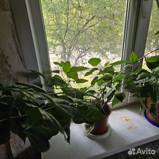 Гибискус (китайская роза)