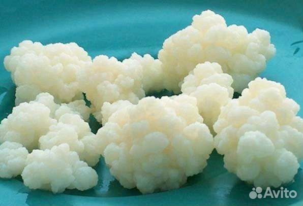 Кефирный Тибетский молочный гриб (крупный)