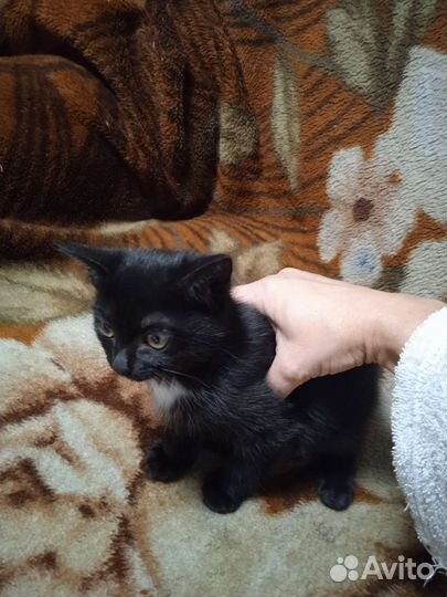 Черный котенок в добрые руки