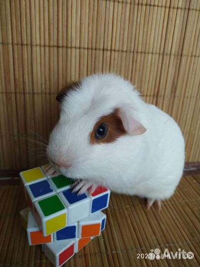 Морская свинка Цветной английский крестед