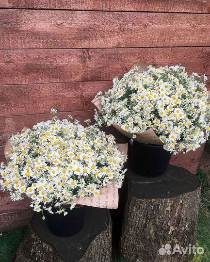 Букеты ромашек