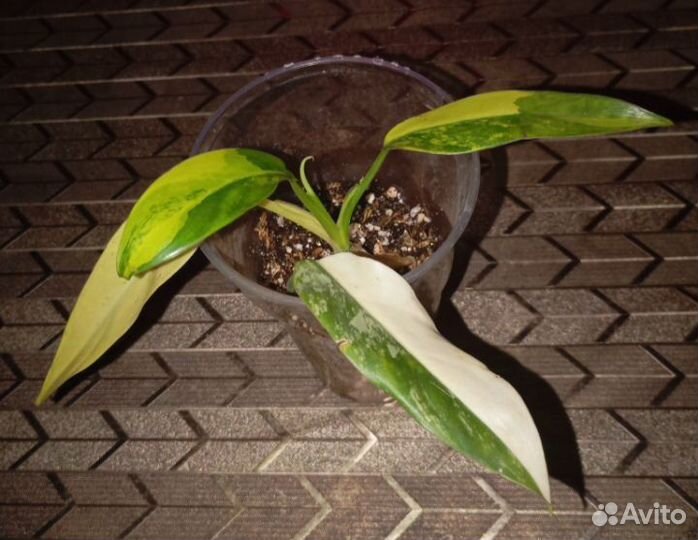 Филодендрон