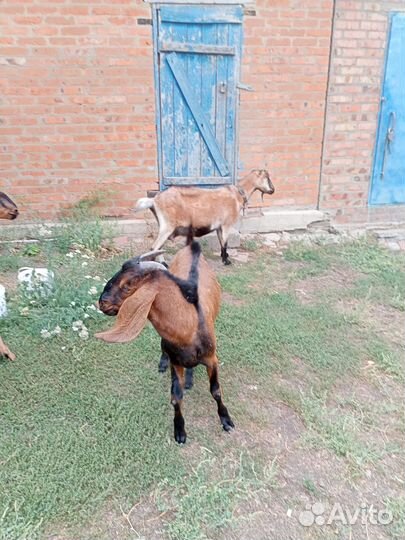 Нуубийский козел