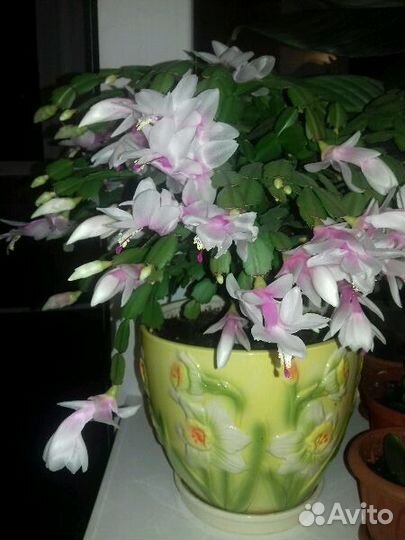 Черенки красиво цветущих растений