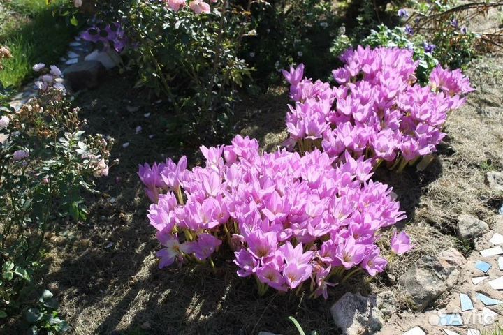 Цветы с доставкой