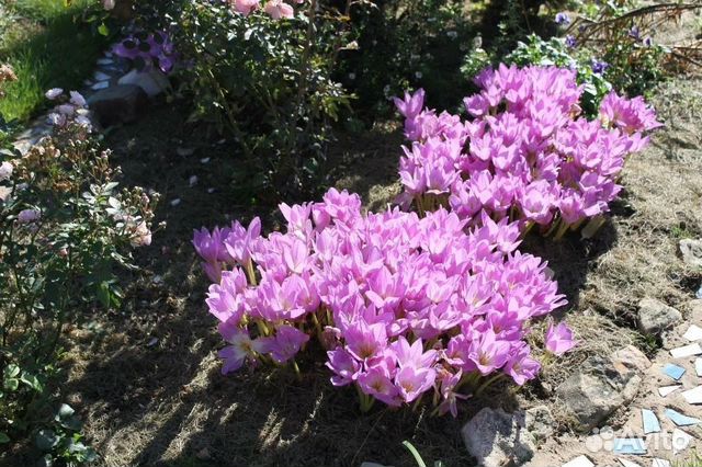 Цветы с доставкой