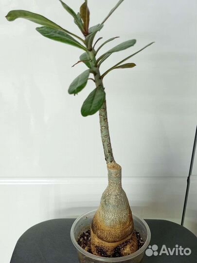 Адениум взрослый