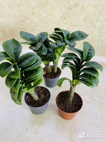 Замиокулькас Зензи