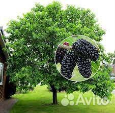 Шелковица черная саженцы в наличии