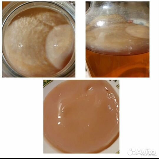 Уксусная матка